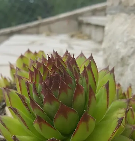 Petra Medjugorje Mostar Villa *